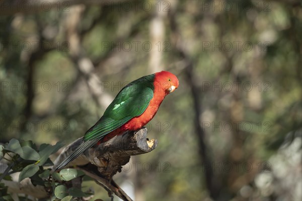 Australian King Parrot