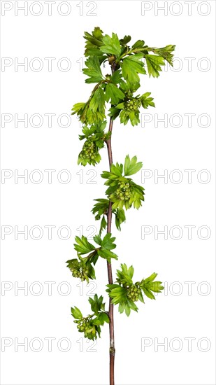 Common hawthorn