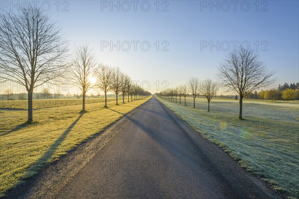 Road with line of trees in early spring