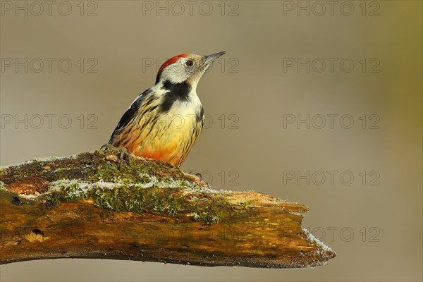 Middle spotted woodpecker