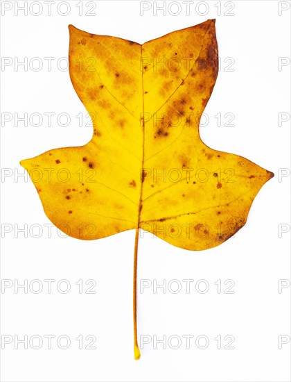 Autumn coloured tulip tree