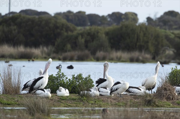 Australian pelican