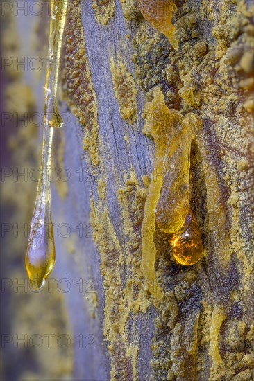 Tree resin of a european black pine