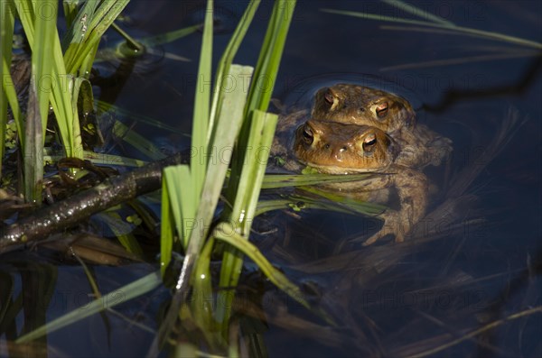 Common toad