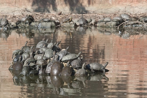 European pond turtle