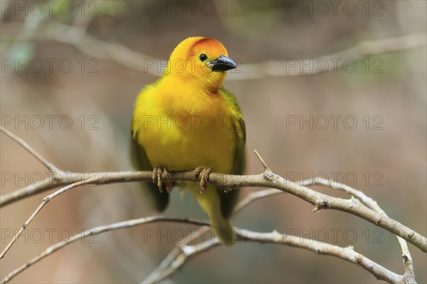 Taveta weaver