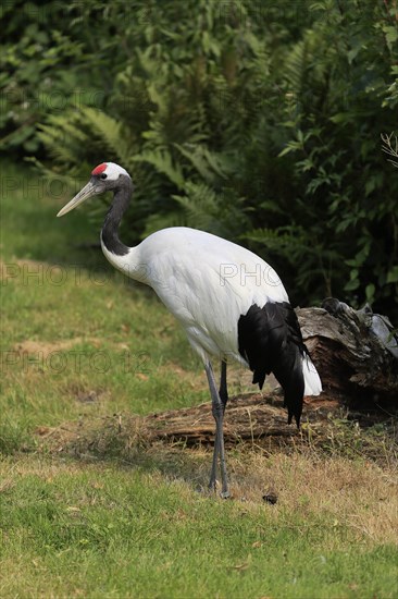 Red-crowned crane