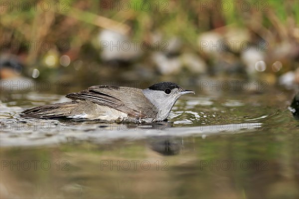 Blackcap