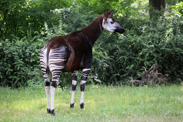 Okapi