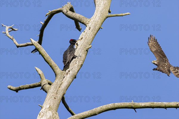 Eurasian sparrowhawk