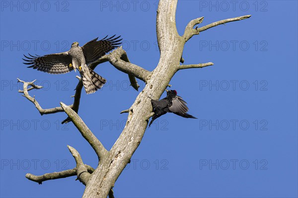 Eurasian sparrowhawk