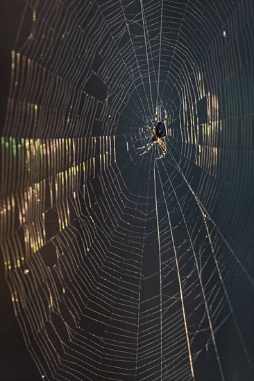 European garden spider