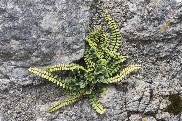 Maidenhair spleenwort