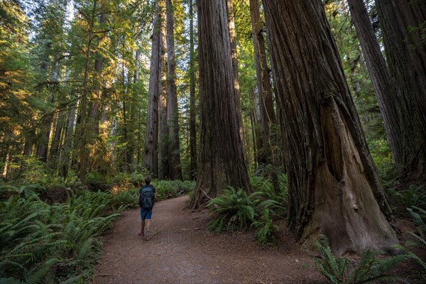 Hiker on trail through forest with coast redwoods