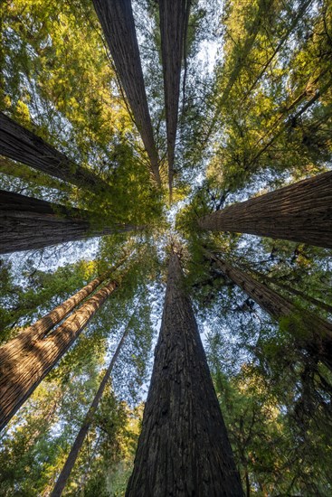 Coast redwoods