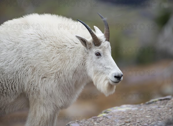 Mountain goat