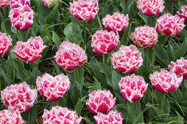 Pink tulips