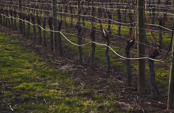 Irrigated vines