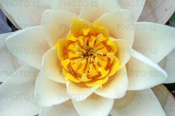 Water lily flower with yellow stamens