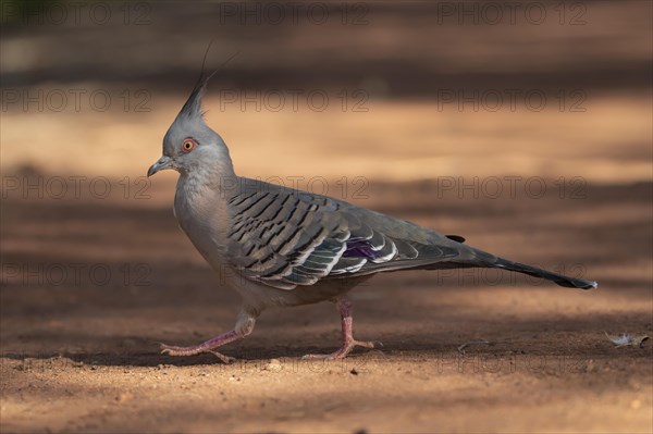 Crested pigeon