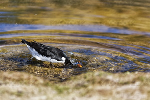 Eurasian oystercatcher