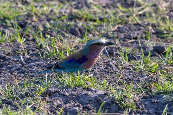 Lilac breasted roller