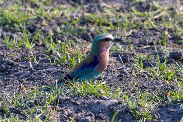 Lilac breasted roller