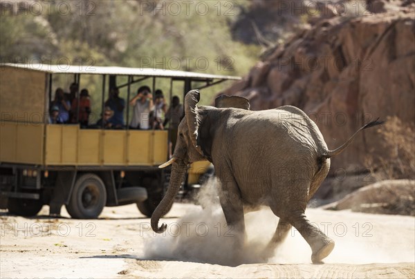 African Elephant