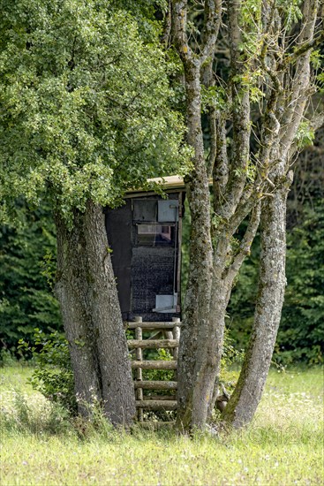 High seat hidden in a group of trees at the edge of the forest