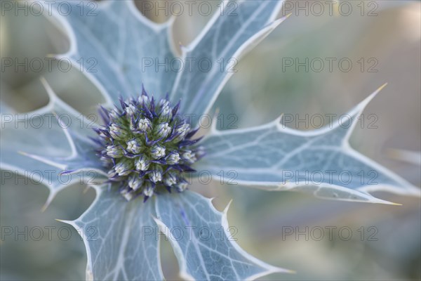 Sea holly