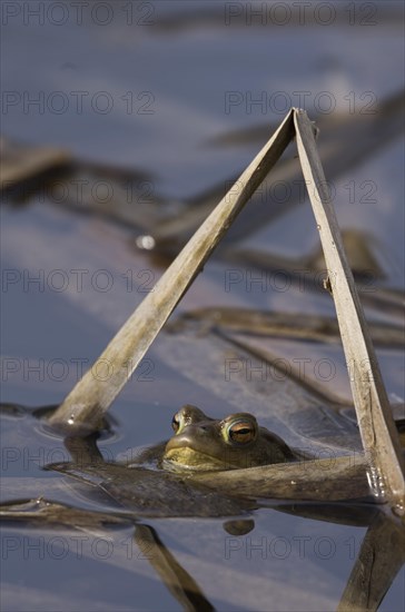 Common toad