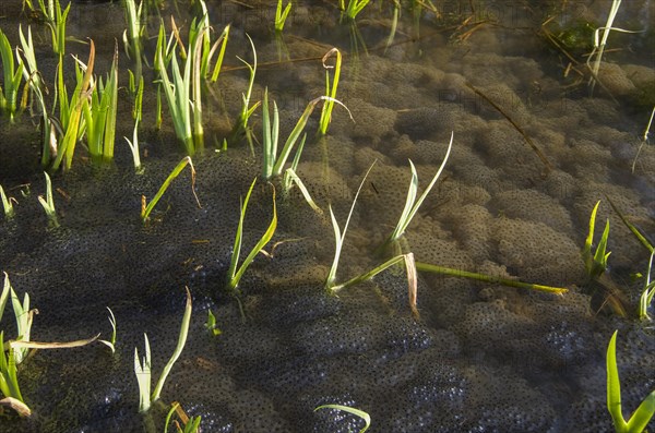 Common frog