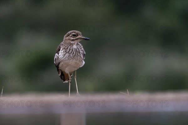 Water thick-knee