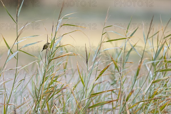 Willow warbler