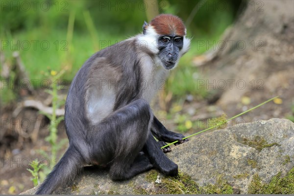 Collared mangabey