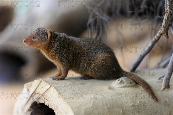 Dwarf mongoose