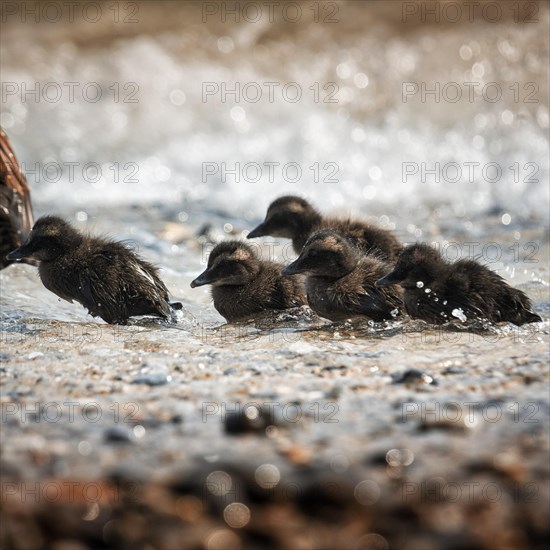 Several common eiders