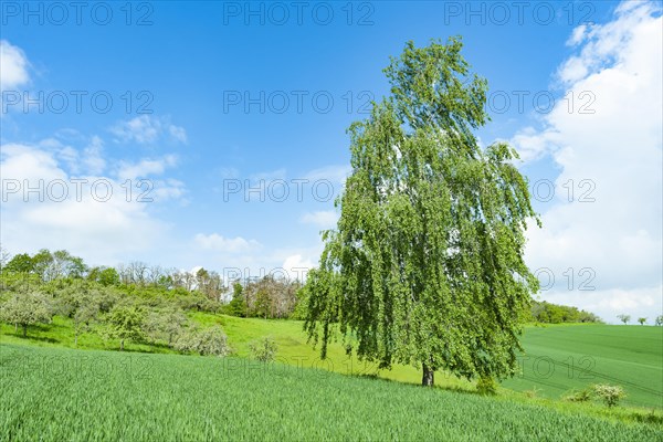 Warty birch