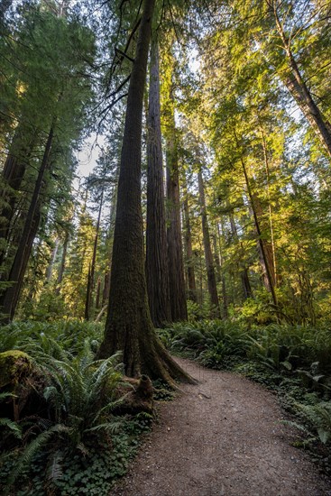 Hiking trail through forest with coastal sequoia trees