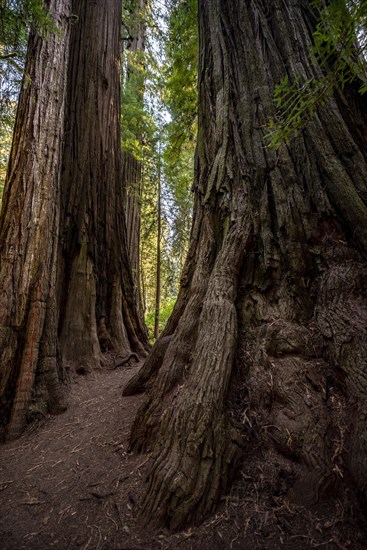 Trunks of two redwoods