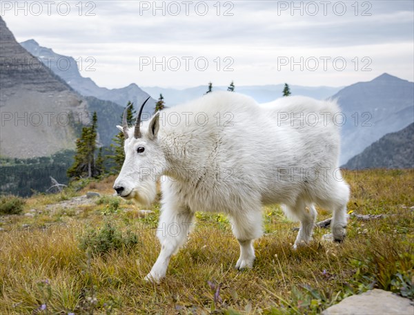 Mountain goat