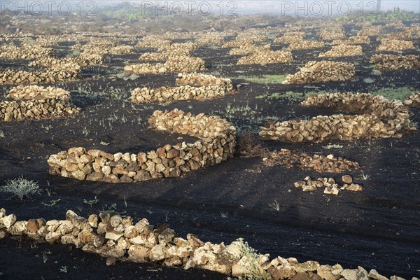 Vines with walls made of lava rock