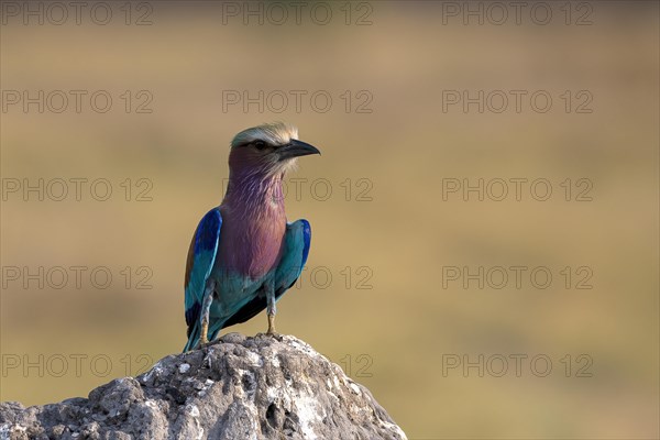 Lilac breasted roller