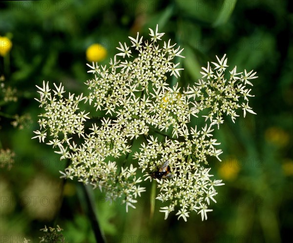 Hogweed