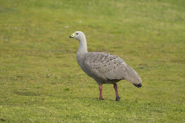 Cape Barren goose