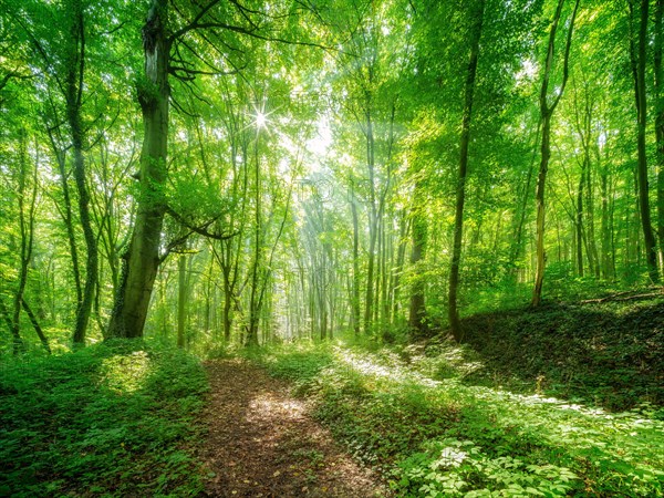 Light-flooded deciduous forest in summer