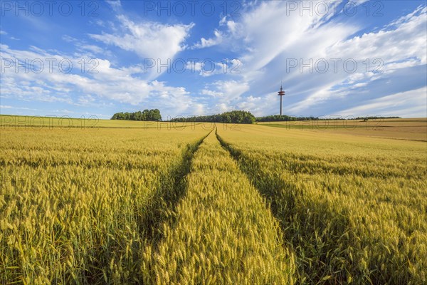 Lane in the Wheat Field in Summer