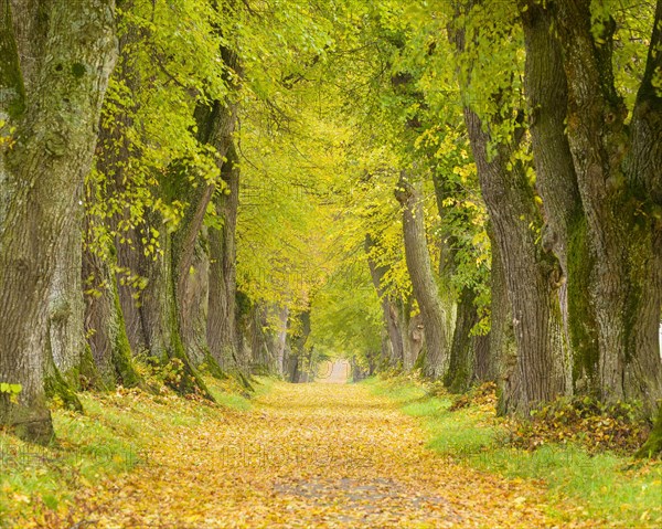 Lime Tree Avenue in Autumn