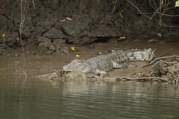 Saltwater crocodile