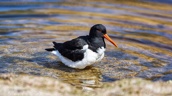 Eurasian oystercatcher